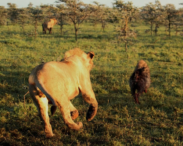 逃跑的鬣狗与紧追不舍的狮子。