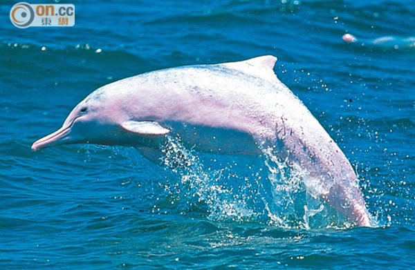 “香港海豚保育学会”决定展开香港有史以来最大型的中华白海豚拯救行动