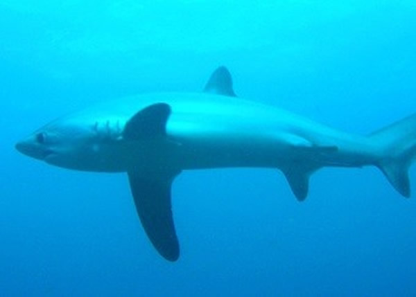澳洲科学家将测试以气泡吓退大白鲨