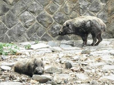 欧洲空间局盖亚十亿像素阵探测器将绘制超高精