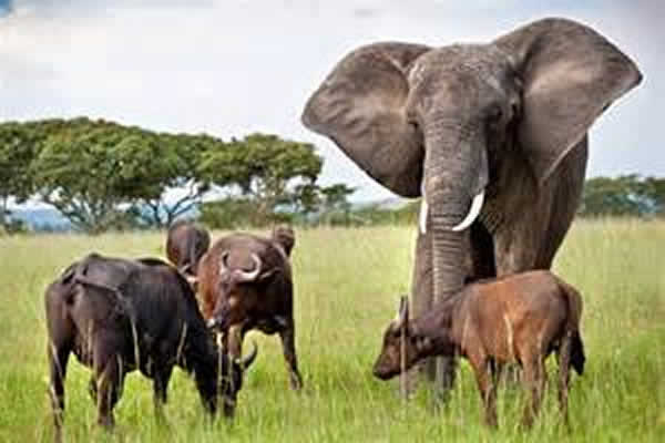 大象Nzhou从小就和水牛一起生活