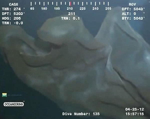 ī������5000Ӣ��������㵽�ġ����֡�֤ʵΪ̥��ˮĸ