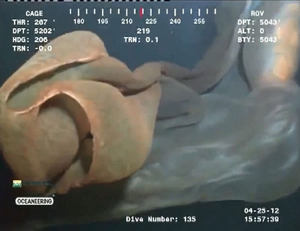 ī������5000Ӣ��������㵽�ġ����֡�֤ʵΪ̥��ˮĸ