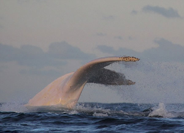 �׻���ͷ������٤�ޡ�(Migaloo)�����״������Ĵ�������������ʿ�ĸ��ֽǺ���