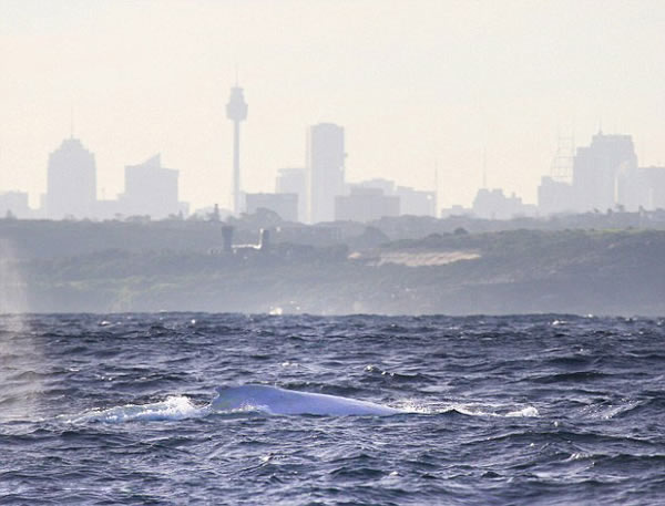 �׻���ͷ������٤�ޡ�(Migaloo)�����״������Ĵ�������������ʿ�ĸ��ֽǺ���