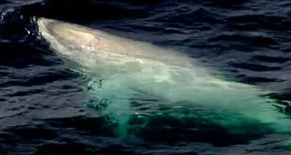 �׻���ͷ������٤�ޡ�(Migaloo)�����״������Ĵ�������������ʿ�ĸ��ֽǺ���