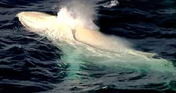 �׻���ͷ������٤�ޡ�(Migaloo)�����״������Ĵ�������������ʿ�ĸ��ֽǺ���