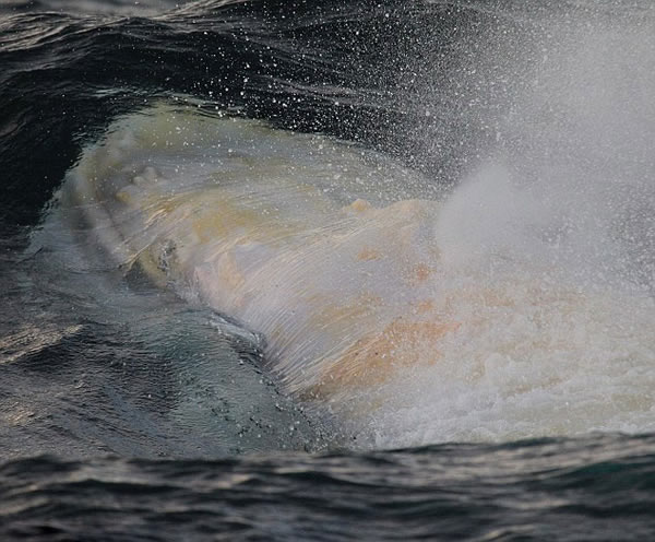 �׻���ͷ������٤�ޡ�(Migaloo)�����״������Ĵ�������������ʿ�ĸ��ֽǺ���