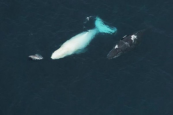 ��٤��(Migaloo)2009��7���ڰĴ����ǳ��ֵ���Ƭ����٤����������Ψһ�İ�ɫ������ͷ��������1991���״��ڰĴ�����ˮ�����˷��֡�