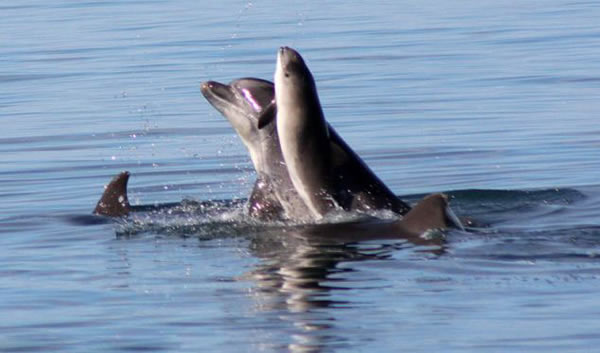 ӢʿϸһȺǺϮɱһֻ