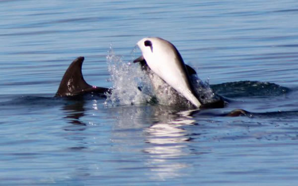 ӢʿϸһȺǺϮɱһֻ