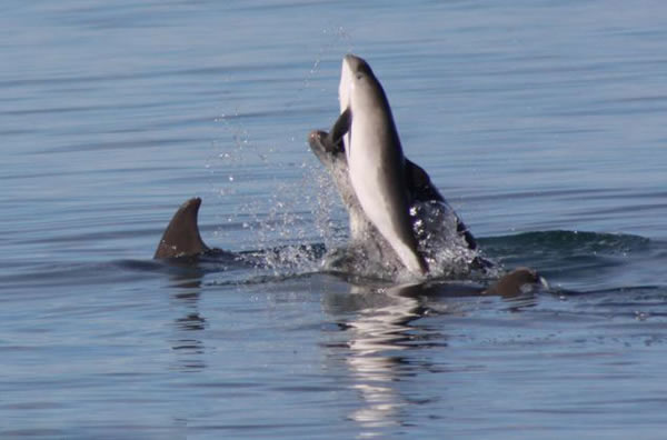 ӢʿϸһȺǺϮɱһֻ