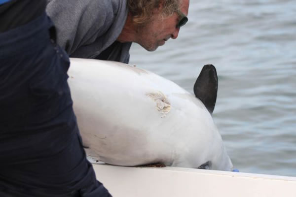 ӢʿϸһȺǺϮɱһֻ