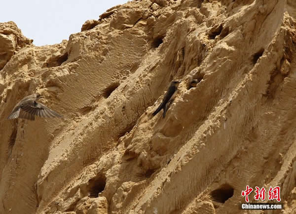 ֣�����������ػ�����ǿ�� ��ǧɳ�ࡰ����������