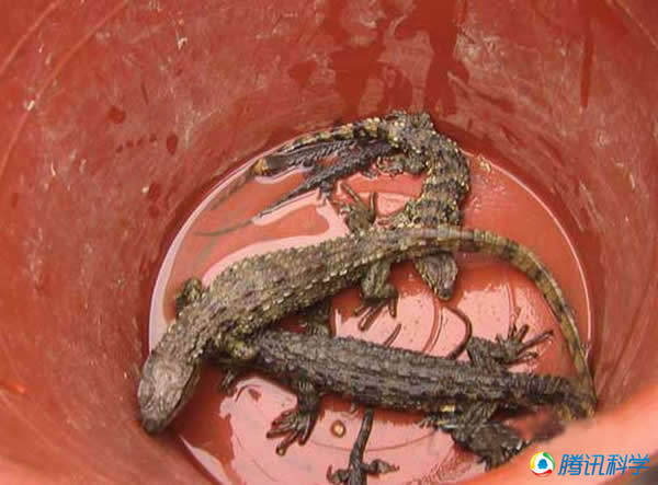 �й�����