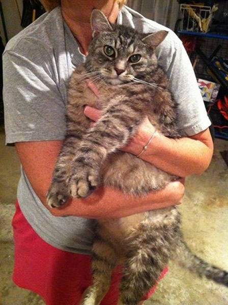 ��㱻�����Ĵ󻢰�è�������һ����Ҳ�������������չˡ�