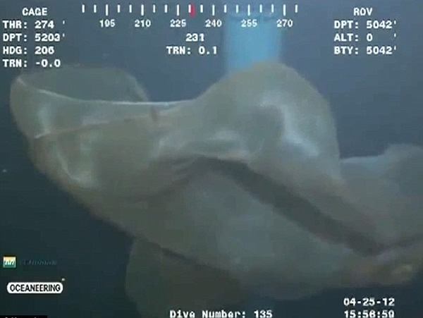 ī������5ǧ���2��ǰ���ֵ���������֤ʵ�ǡ�̥��ˮĸ��