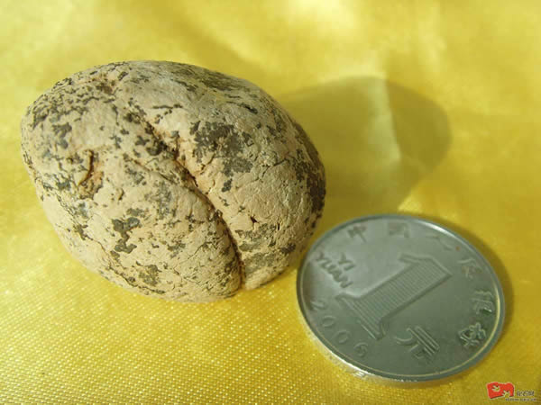 所专家在汤山博物馆工地发现两块暗棕红色的鬣