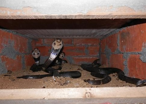 据悉咬伤小彭的可能是一种泰国眼镜蛇。(资料图片)