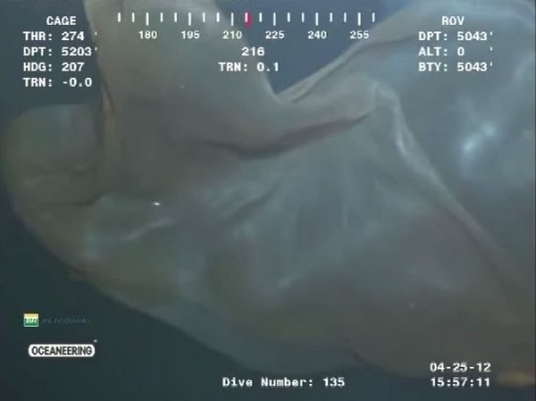 墨西哥湾深海神秘海洋生物证实为“胎盘水母”