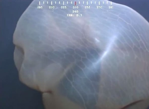 墨西哥湾深海神秘海洋生物证实为“胎盘水母”