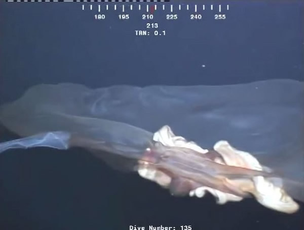 墨西哥湾深海神秘海洋生物证实为“胎盘水母”