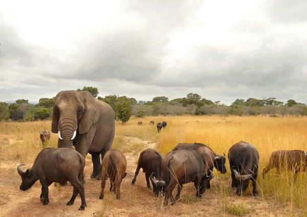 ��Ͳ�Τ����Nzou��Ϊ�Լ���ˮţ ������ţȺΪ��