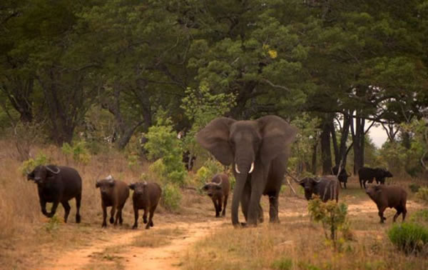 ��Ͳ�Τ����Nzou��Ϊ�Լ���ˮţ ������ţȺΪ��