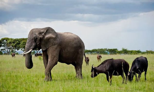 ��Ͳ�Τ����Nzou��Ϊ�Լ���ˮţ ������ţȺΪ��