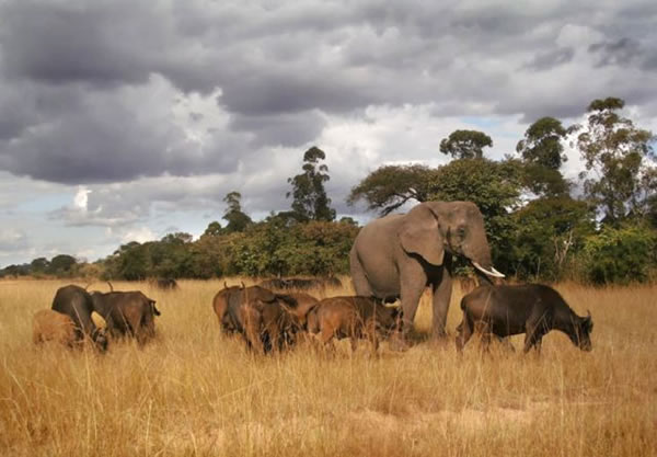 ��Ͳ�Τ����Nzou��Ϊ�Լ���ˮţ ������ţȺΪ��