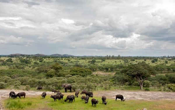 ��Ͳ�Τ����Nzou��Ϊ�Լ���ˮţ ������ţȺΪ��