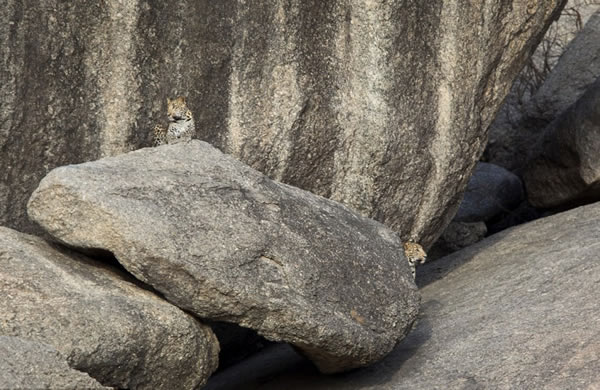 αװ���֣�ӡ�Ƚ�Ǯ���뻷����Ϊһ��