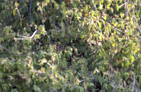 αװ���֣�ӡ�Ƚ�Ǯ���뻷����Ϊһ��