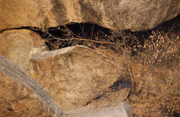 αװ���֣�ӡ�Ƚ�Ǯ���뻷����Ϊһ��