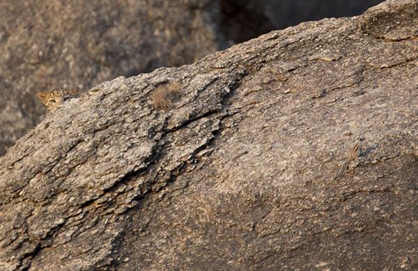 αװ���֣�ӡ�Ƚ�Ǯ���뻷����Ϊһ��