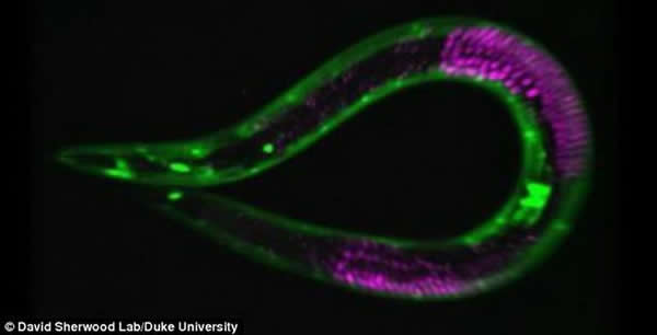 ���������߳��ڼ���״̬�¿ɴ��ڡ��������ϡ������巢��ͣ�ͣ����ָ�ʳ������ʱ�����������������������������ӳ���