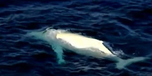 澳洲东部海域明星白化座头鲸“米加鲁”(Migaloo)再度现身