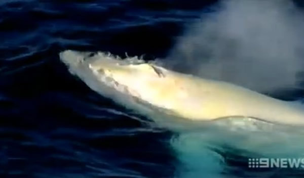 澳洲东部海域明星白化座头鲸“米加鲁”(Migaloo)再度现身