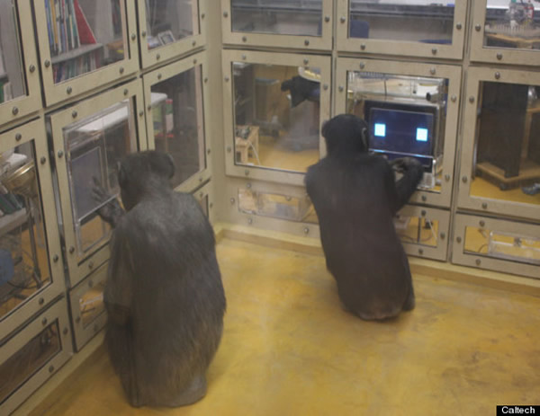 ��������ʵ�鷢�ֶ�ս��Ϸ�к����ɱ��ָ���������