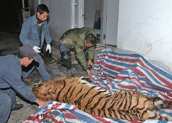 ��������������ϻ�ʬ��