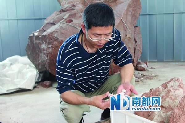 中国地质科学院地质研究所研究员吕君昌博士在研究恐龙骨骼化石