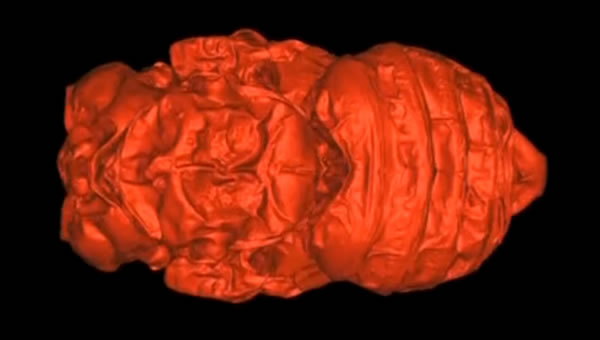 美国科学家通过研究拉布雷亚沥青坑的切叶蜂蛹化石探寻冰河时期晚期气候变化