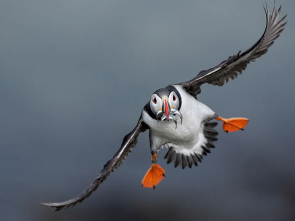 苏格兰崔士尼屈群岛的一隻北极海鹦淮备降落,为幼雏带回一餐。海鹦爸妈一天外出觅食的次数可多达八趟,每隻鸟一次可叼回20条以上的鱼。Photograph by Da