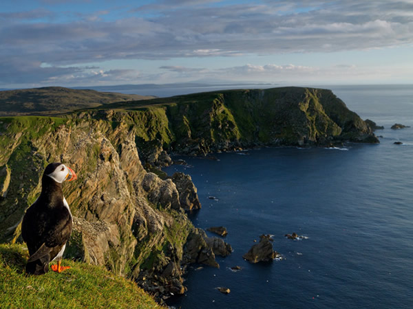 在昔得兰群岛的赫马尼斯保留区,一隻海鹦远眺牠居住的领域。为了易于前往大海,海鹦会在悬崖边挖洞筑巢,同时必须留意会窃取牠们食物的海鸥与其他海鸟。Photograp