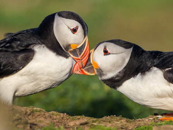 海鹦求偶时会互相摩擦碰撞鸟喙,称之为「互啄」。威尔斯的斯寇莫岛上,这对海鹦展示著繁殖季才有的特徵:有沟纹的橘色鸟喙以及明亮的眼圈。Photograph by D