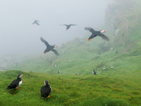 每年4月到8月间,赫马尼斯保留区内雾气缭绕的峭壁都会被海鹦占领。很多海鹦会选择以往的伴侣和巢穴。牠们冬天的行踪至今无人知晓。Photograph by Dann