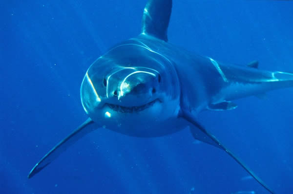 一条大白鲨在澳洲外海巡游