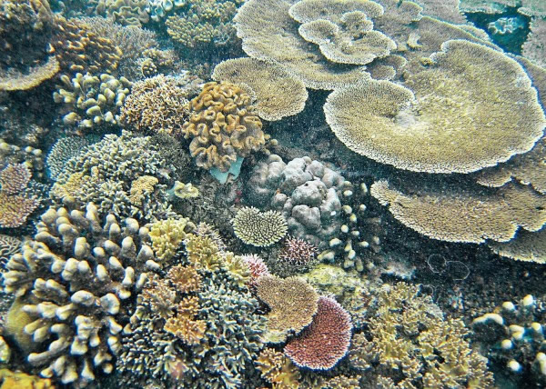 第3届亚太珊瑚礁研讨会在垦丁举行,讨论珊瑚礁生态遭受威胁问题。