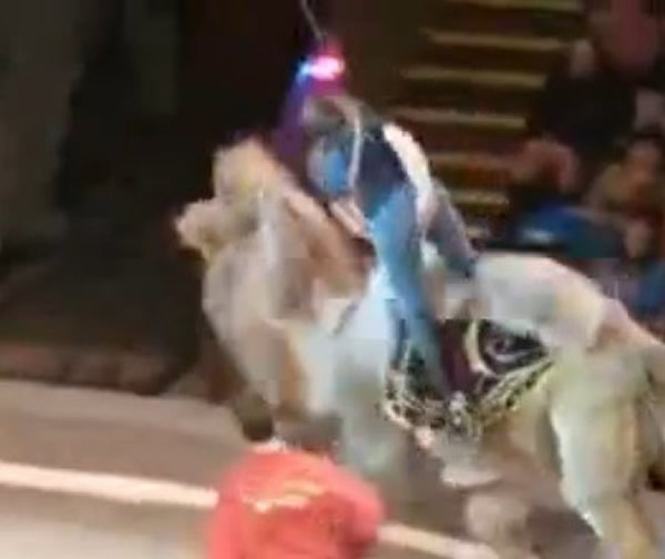 ����˹Ů�ӿ���Ϸ�ű�������һֻͻȻ���������