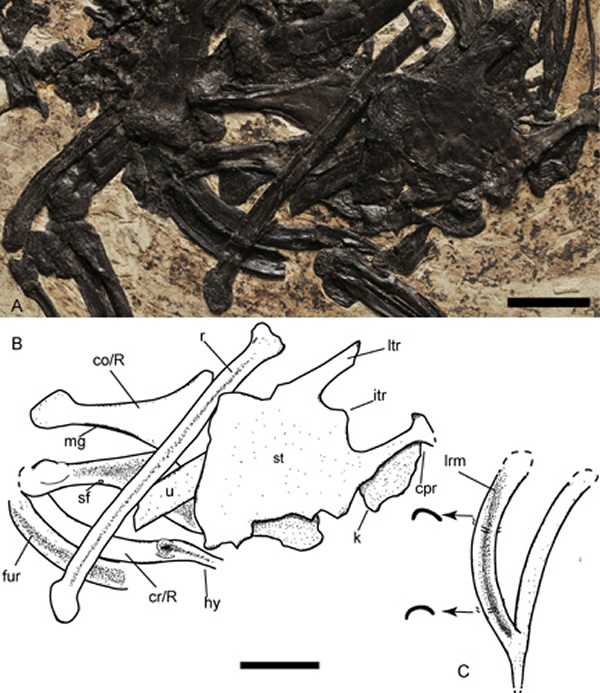 Ф̨ǿ׳צFortunguavis xiaotaizicusԭͼ